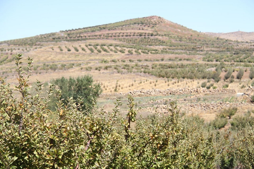 Terraced olive groves on Jabal Al-Arab