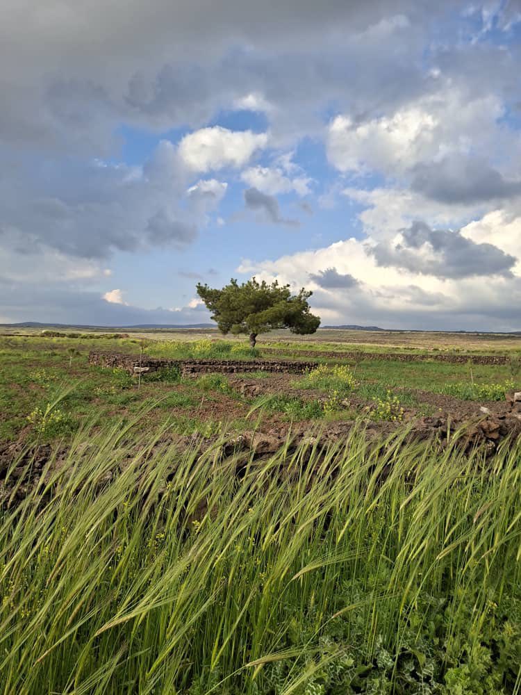 Spring meadow with lone tree